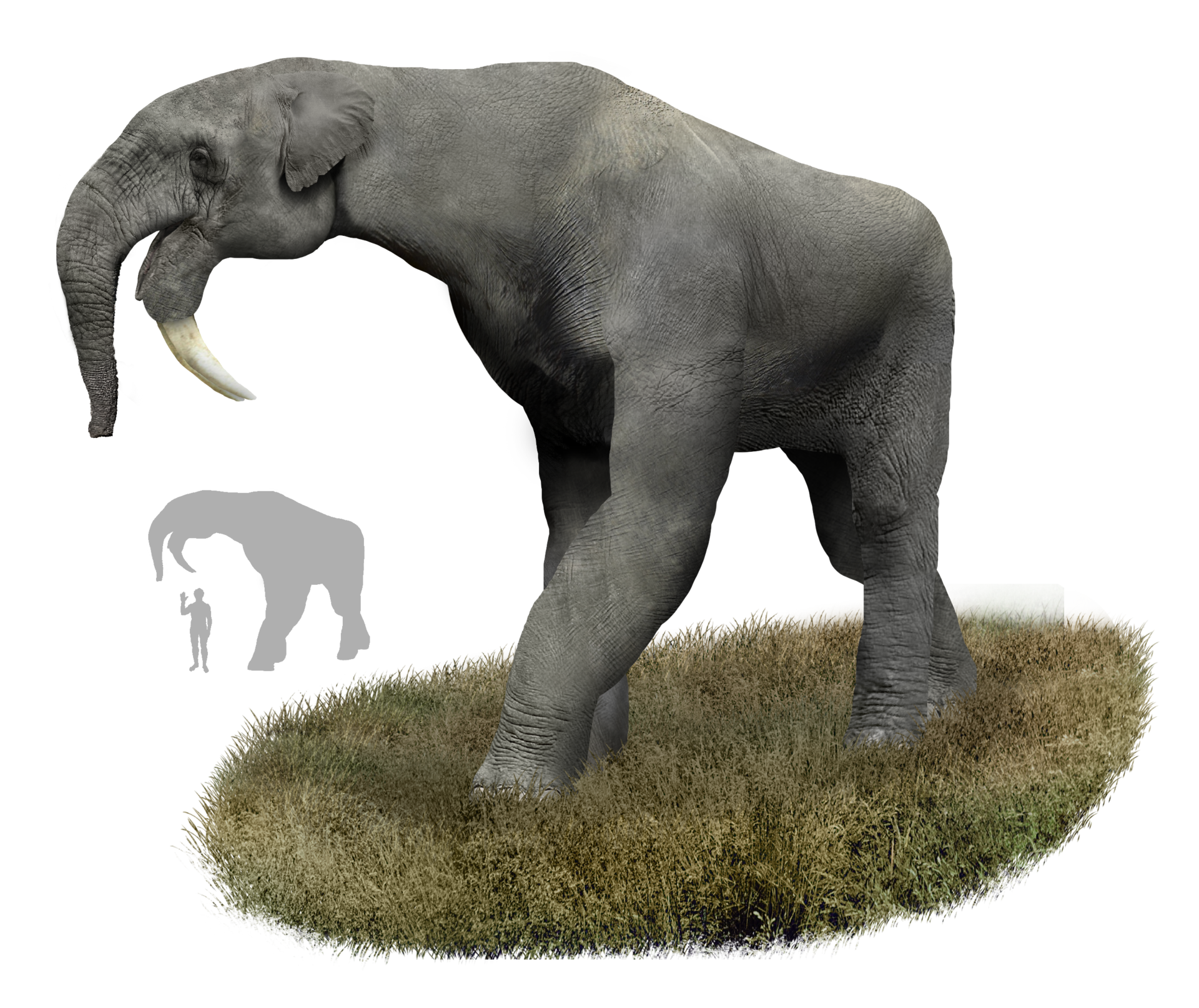 Deinotherium (1)